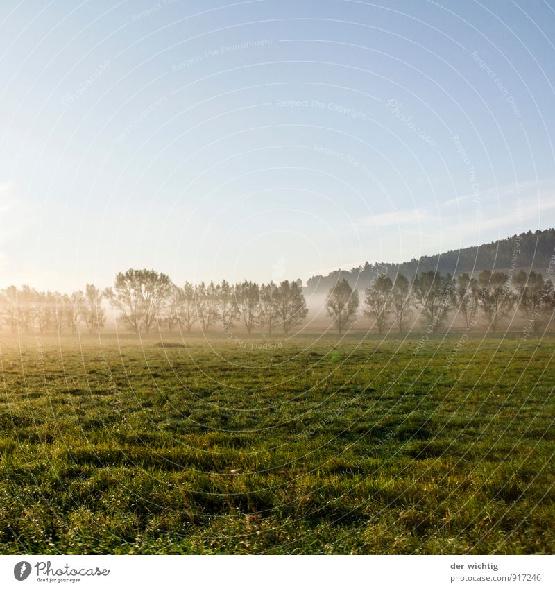 Himmel, Nebel, Gras & Bäume Umwelt Natur Wolkenloser Himmel Sonnenaufgang Sonnenuntergang Sonnenlicht Herbst Wetter Schönes Wetter Baum Wiese Wald