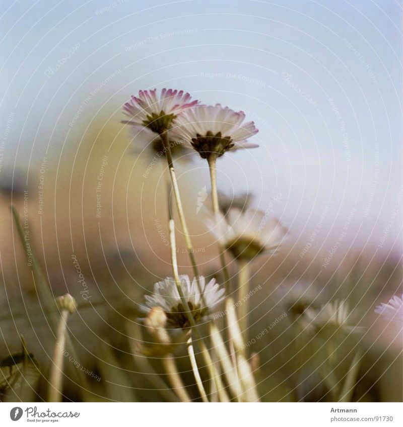 Gänseblümchen Frühling Blume frisch Sommer Blüte schön Himmel Blühend