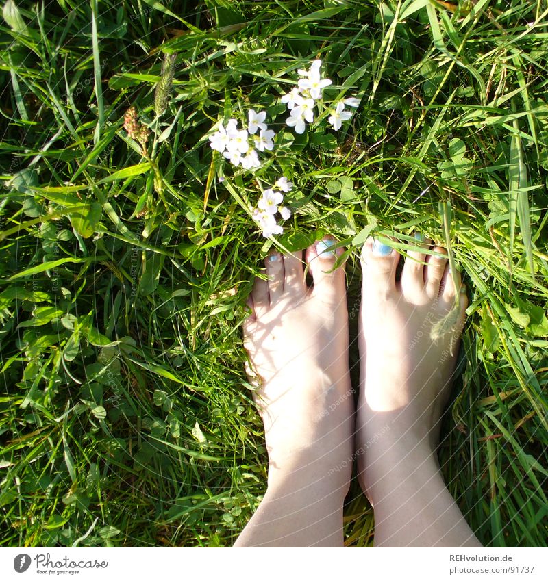 wiesen-boden-ständig Barfuß Wiese Gras Blume Halm grün Nagellack lackiert bodenständig Sommer Frühling Schatten frisch saftig stehen Blüte bleich weiß Licht