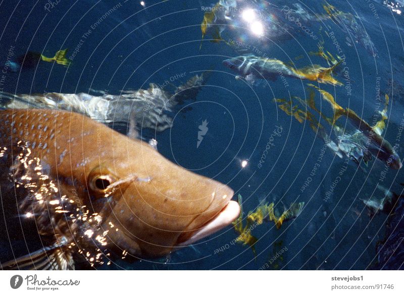 Neugieriger Fisch Riff tauchen Australien Queensland Whitsunday Islands füttern See Meer Wasser Skuba Diving Attacke feeding Water Sea Angeln