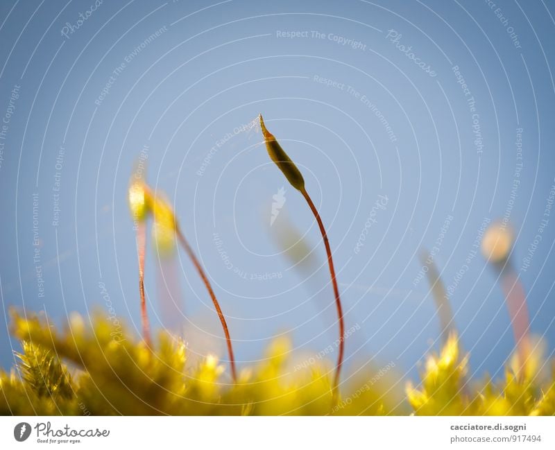 Bis in den Himmel Natur Pflanze Sommer Herbst Schönes Wetter Moos Mossblüte Wiese stehen dünn einfach exotisch frech Freundlichkeit Fröhlichkeit klein lustig