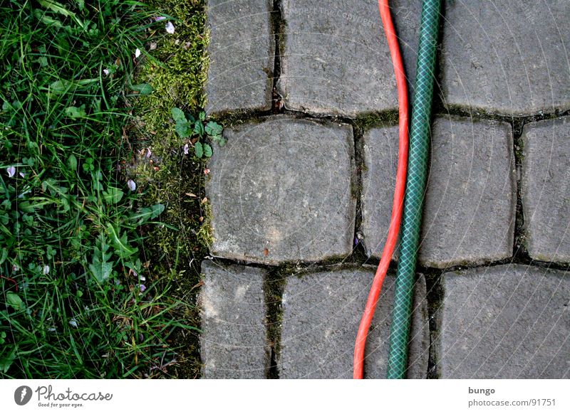 Struktur Wiese Gras Löwenzahn pflastern Schlauch biegen verbinden graphisch Furche Teilung Kommunizieren Bodenbelag Garten Kopfsteinpflaster Stein Kabel strukur