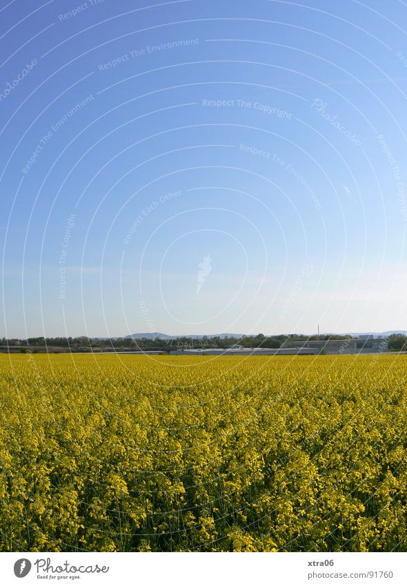 jaja, auch das ist ein rapsfeld ist ein rapsfeld... Raps Rapsfeld gelb Blüte Feld Sommer Umwelt Frühling Stengel Horizont Blauverlauf Mai Physik Ferne groß