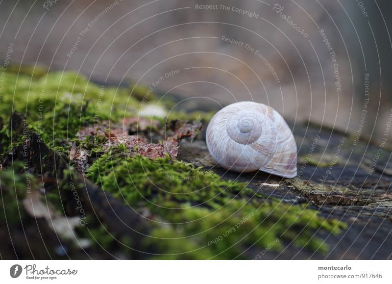 zimmer frei? Umwelt Natur Pflanze Moos Grünpflanze Baumstumpf Schnecke Schneckenhaus 1 Tier entdecken wandern alt dünn authentisch einfach einzigartig klein