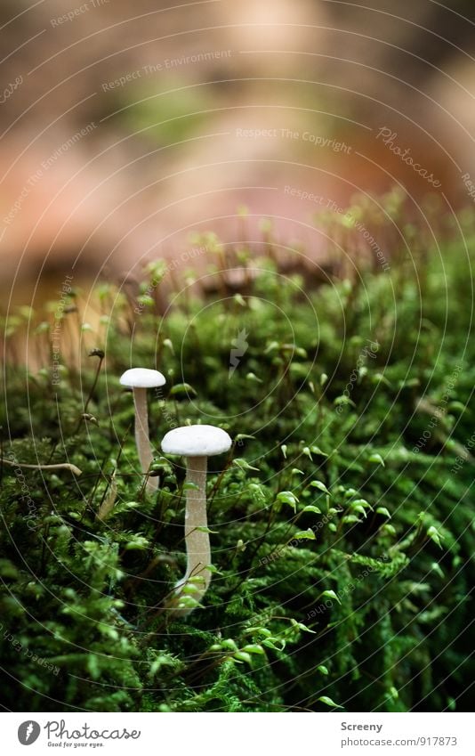 Fungus-Bergwanderung Natur Pflanze Herbst Moos Wildpflanze Pilz Pilzhut Wald Wachstum klein wild braun grün weiß Gelassenheit geduldig ruhig Idylle Farbfoto