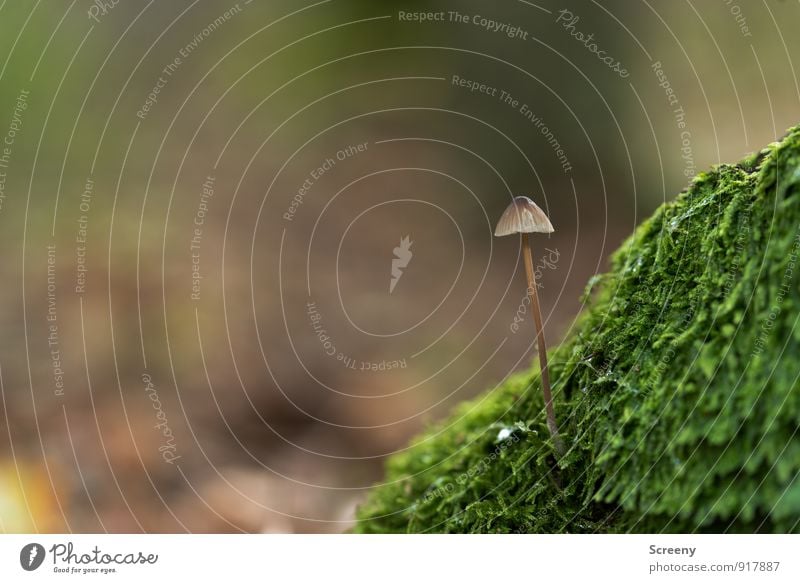 Am Berg... Natur Pflanze Herbst Moos Pilz Pilzhut Wald Wachstum klein wild braun grün Optimismus Gelassenheit geduldig ruhig Zufriedenheit Idylle Kraft zart