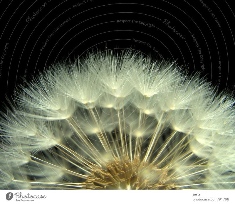 Pusteblume III Löwenzahn Wiese Schweben leicht fein schön Blüte Frühling Sommer Makroaufnahme Nahaufnahme Blüme fliegen jarts