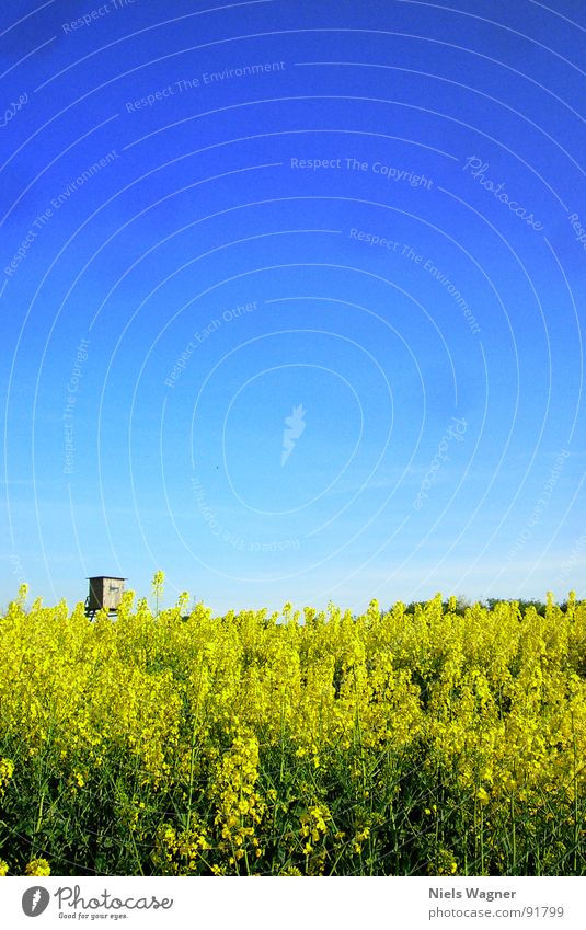 RAPSZEIT! Raps Feld Wiese Hochsitz gelb grün Sommer Physik Blüte Holz Verlauf Jäger Freizeit & Hobby Himmel blau Wärme Bodenbelag