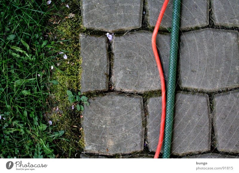 Textur Wiese Gras Löwenzahn pflastern Schlauch biegen verbinden graphisch Furche Teilung Kommunizieren Bodenbelag Garten Kopfsteinpflaster Stein Kabel strukur