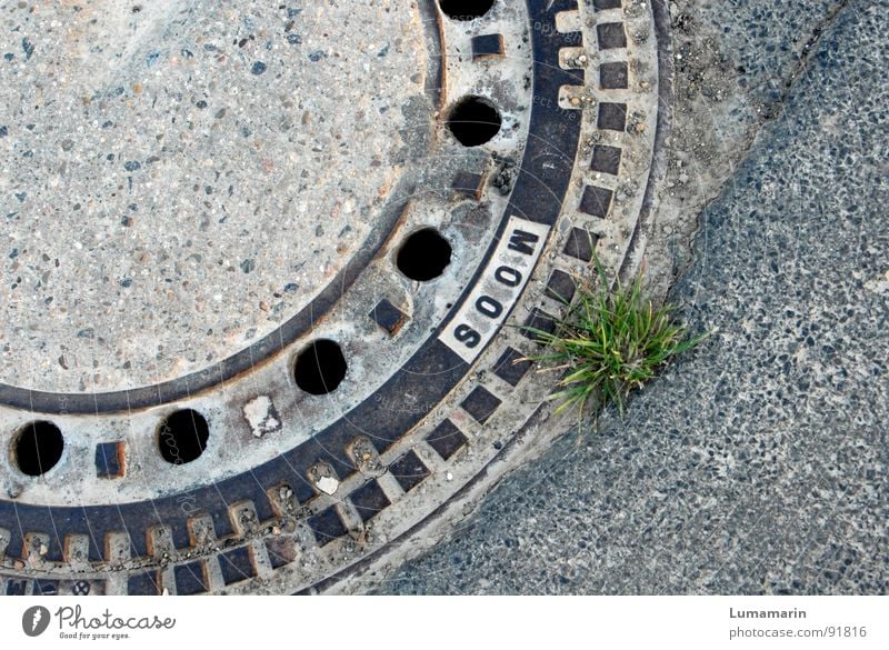 Power Düngung Gully Nährstoffe Gras Grasbüschel Pflanze Jungpflanze grün klug Asphalt Wachstum Reifezeit verwurzelt Quelle Kraft anzapfen Durchbruch brechen