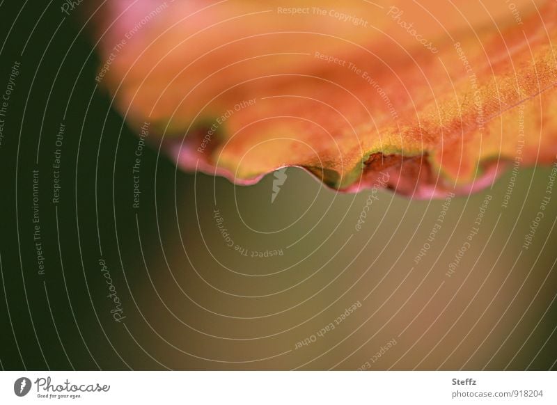 Vergänglichkeit und Zeitlichkeit Blatt scharfe Kante scharfe Kanten Herbstblatt herbstliche Impression Wandel Endlichkeit Veränderung minimalistisch