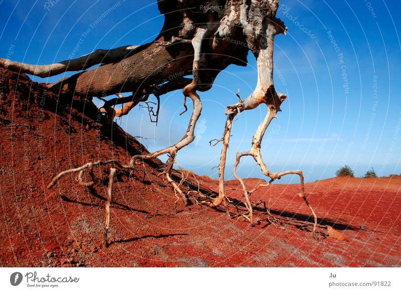 _ Trockene Erde rot Baum streben Gomera Kanaren Ferien & Urlaub & Reisen Suche Dürre Wachstum Wüste Sand Wasser Durst blau Wurzel Tod Natur Ausstrecken