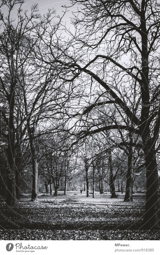 herbst Umwelt Natur Herbst Pflanze Baum Park Wald stachelig trist trocken viele Wandel & Veränderung Erde Blatt Ast kahl spukhaft grau Schwarzweißfoto