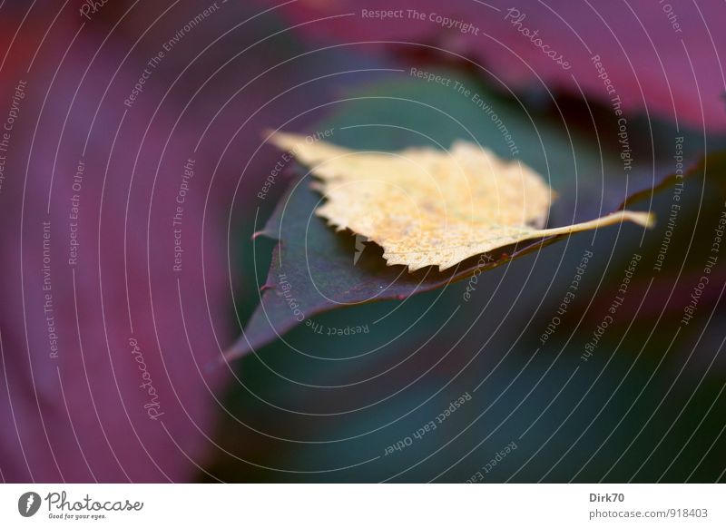 Herbst ist's, der Sommer ist vorbei! Umwelt Natur Baum Blatt Birke Wein Weinblatt Birkenblätter Herbstlaub Garten Park Wald fallen liegen dehydrieren gelb grün