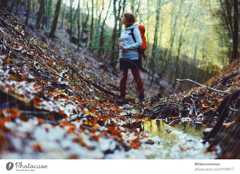 . Ausflug wandern feminin Junge Frau Jugendliche Erwachsene 1 Mensch 18-30 Jahre Natur Landschaft Pflanze Wasser Herbst Baum Blatt Wald Bach Fluss Rucksack