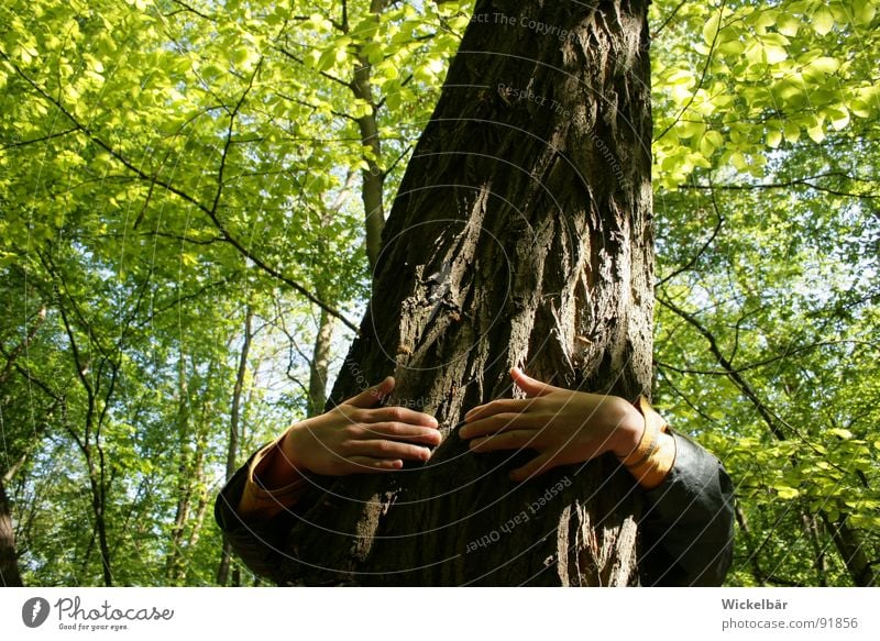 ich könnte heute Bäume ausreißen.... Wald Baum Lust Baumrinde stark Hand Freundschaft Umarmen Beschützer Retter Waldsterben Vertrauen Frühling Sommer Finger