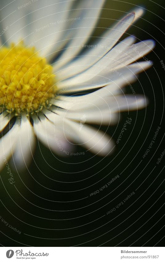 Daisy II Gänseblümchen Makroaufnahme Blume Blüte Natur gelb weiß grün Nahaufnahme daisy daisies Pollen white