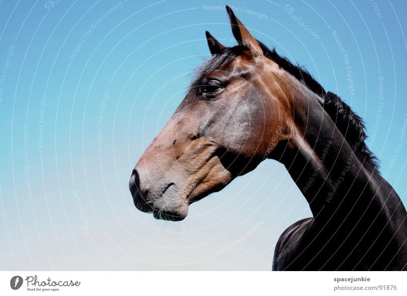 Celestino Pferd Tier Außenaufnahme Gras Halm Fressen Mähne Wiese Fell Säugetier horse Natur Himmel blau Blick Weide elegant Maul Pferdesport