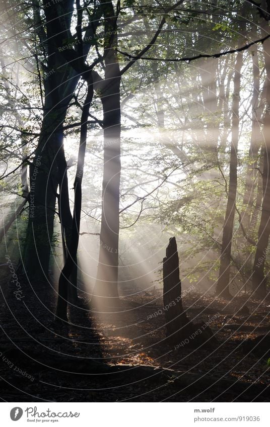 Urwald Reinhardswald Natur Pflanze Sonnenaufgang Sonnenuntergang Sonnenlicht Herbst Nebel Baum Wald alt ästhetisch natürlich grün Stimmung ruhig authentisch