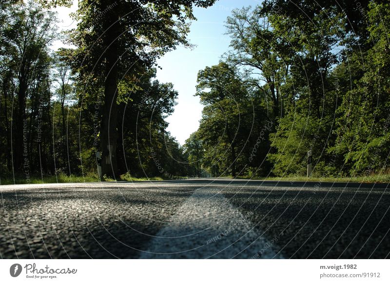 Gerade Farbfoto Außenaufnahme Textfreiraum unten Tag Schatten Reflexion & Spiegelung Froschperspektive Landschaft Wolkenloser Himmel Schönes Wetter Baum Wald