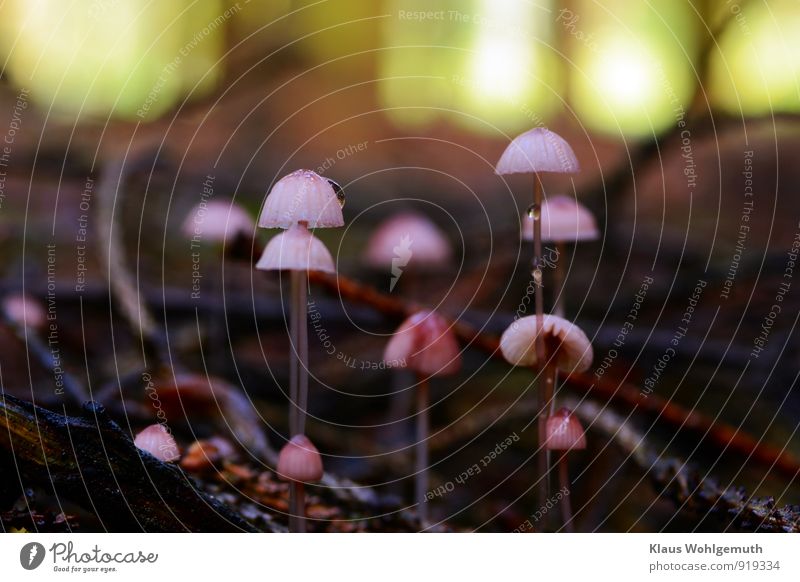 Kleinkunst Umwelt Natur Pflanze Wasser Wassertropfen Herbst Pilz Pilzhut Pilzstiel Wald stehen exotisch schön braun grün rosa schwarz Farbfoto Außenaufnahme