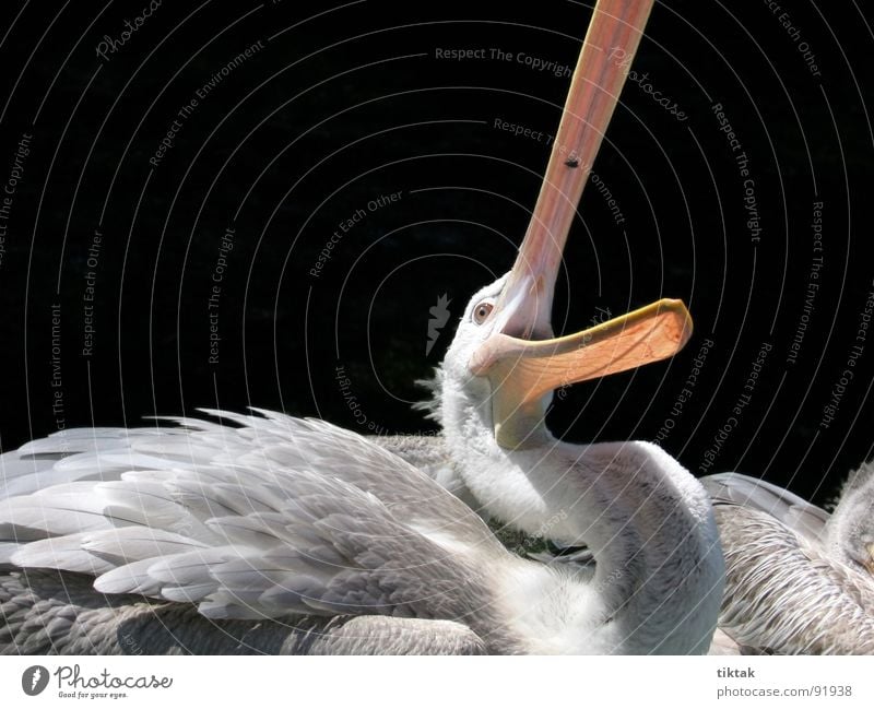 FangdieFliege Pelikan Vogel Tier Feder Schnabel Wildnis Appetit & Hunger fangen Momentaufnahme Flügel Wasservogel Natur fliegen Jagd zuschnappen lustig Kontrast