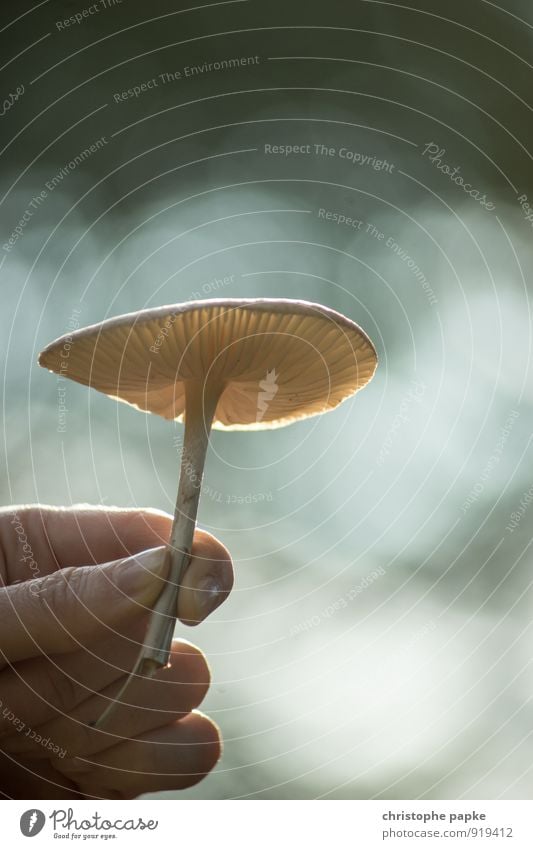 Schirmchen feminin Hand Umwelt Natur Pflanze Herbst Wildpflanze festhalten Wachstum Umweltschutz Pilz Pilzhut Pilzsucher Regenschirm Farbfoto Gedeckte Farben