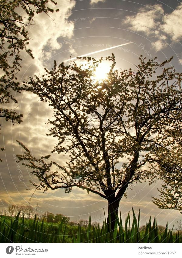 Baum again Gegenlicht Frühling Blatt Blattknospe Photosynthese Sauerstoff Blattgrün Blüte Obstbaum Feldmark Bilderrätsel Froschperspektive Wolken Silhouette