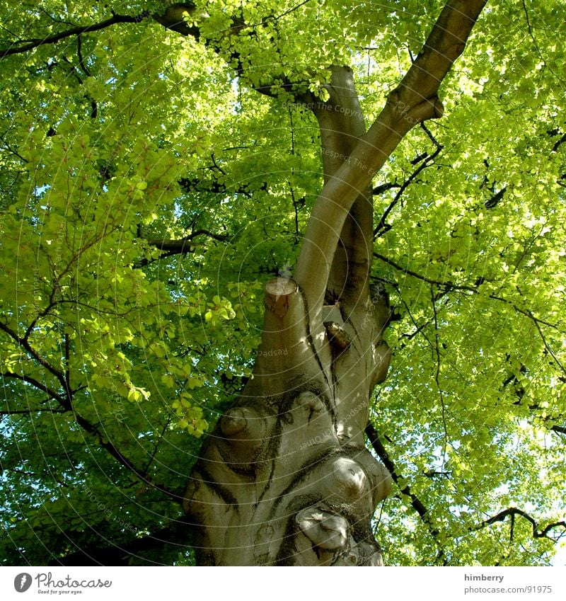 stammbaum II Baum grün Blatt Baumkrone Baumstamm Baumstruktur Gartenbau Frühling Park Natur Ast Landschaft Zweig Aktien