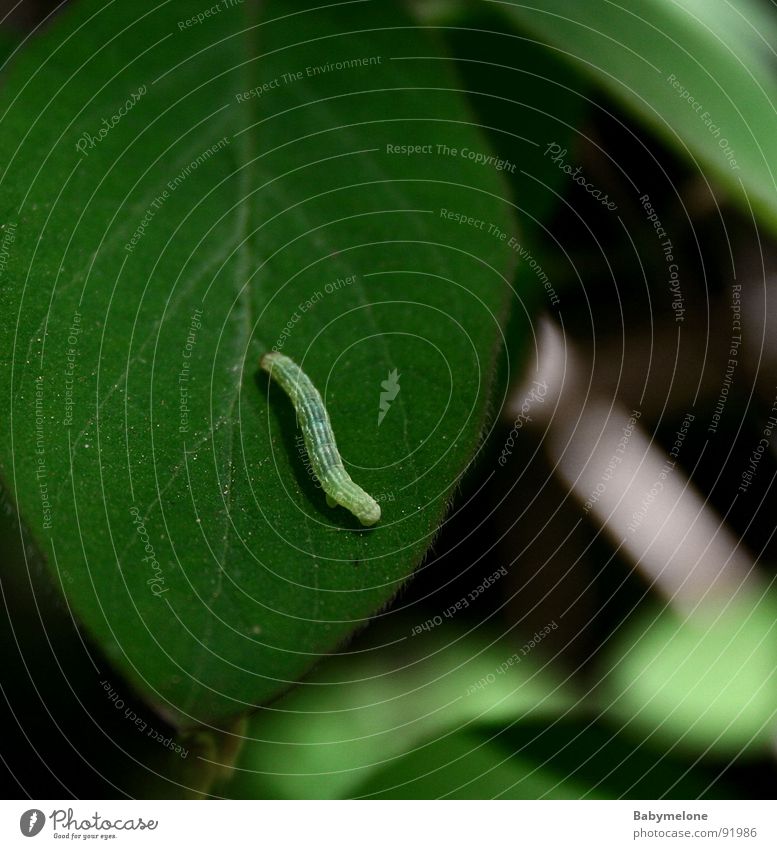 grün auf grün Blatt Frühling Tier Raupe Natur kleines Tier Geometridae