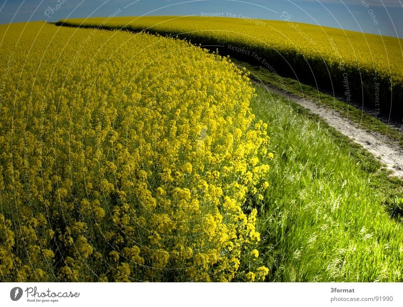 rapsfeld Raps Pflanze gelb grün Frühling Feld Rapsfeld Landwirtschaft Honig Biene Blüte Blume ökologisch Spuren Grenze Schneise Fußweg Wiese Märchen träumen