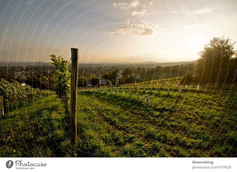 Weinbau Umwelt Natur Landschaft Pflanze Luft Himmel Wolken Horizont Sonne Sonnenaufgang Sonnenuntergang Sonnenlicht Herbst Wetter Schönes Wetter Baum Gras