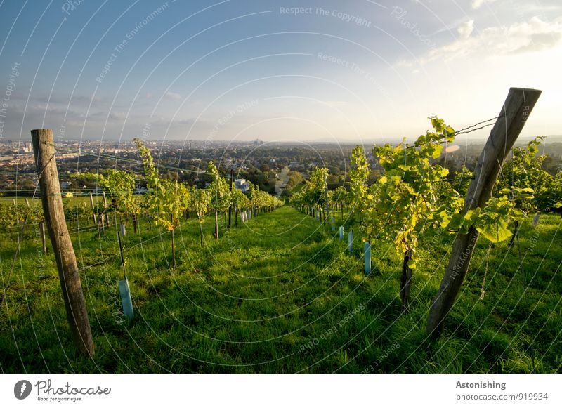 zwischen dem Wein Umwelt Natur Landschaft Pflanze Luft Himmel Horizont Sonne Herbst Wetter Schönes Wetter Sträucher Nutzpflanze Hügel Wien Österreich Hauptstadt