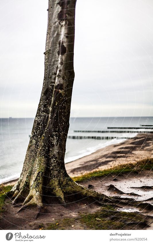 Die Kralle von... Ferien & Urlaub & Reisen Tourismus Ausflug Abenteuer Ferne Freiheit wandern Umwelt Natur Landschaft Pflanze Urelemente Herbst