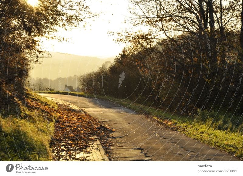 Blätter auf dem Bürgersteig Umwelt Natur Sonne Herbst Baum Blatt Verkehrswege Straße Wege & Pfade Stimmung bedrohlich Herbstlaub Farbfoto Außenaufnahme