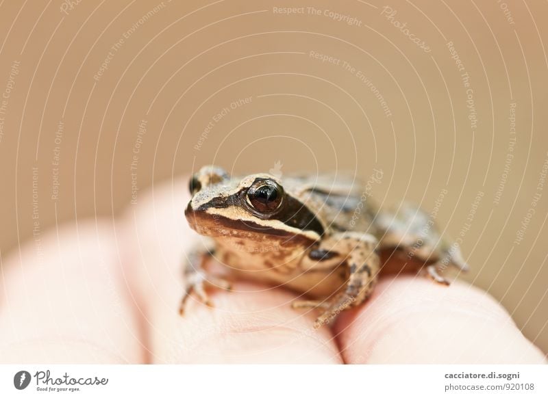 Kleiner kalter Freund Hand Finger Tier Wildtier Frosch 1 beobachten Blick sitzen einfach frech Freundlichkeit Fröhlichkeit klein nah nass Neugier niedlich