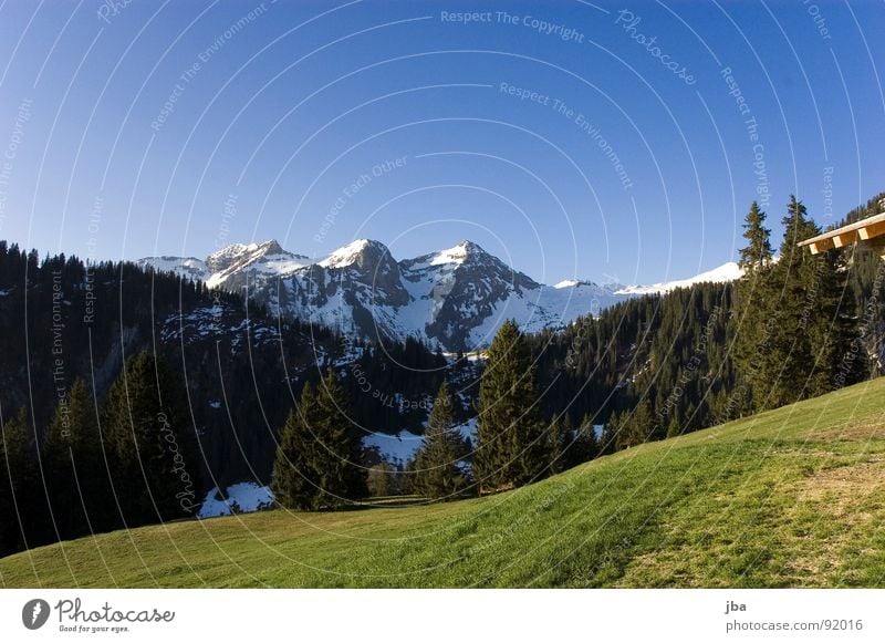 Frühling in den Bergen Alm Schneeberg Wald Tanne Wiese Gras Berghang schön Schweiz authentisch Berge u. Gebirge Skipiste Weide Bergrücken Schatten Himmel blau