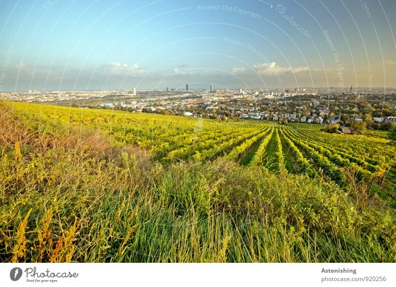 Wein vor Wien Umwelt Natur Landschaft Pflanze Himmel Wolken Horizont Herbst Wetter Schönes Wetter Gras Sträucher Nutzpflanze Wiese Feld Hügel Österreich Stadt