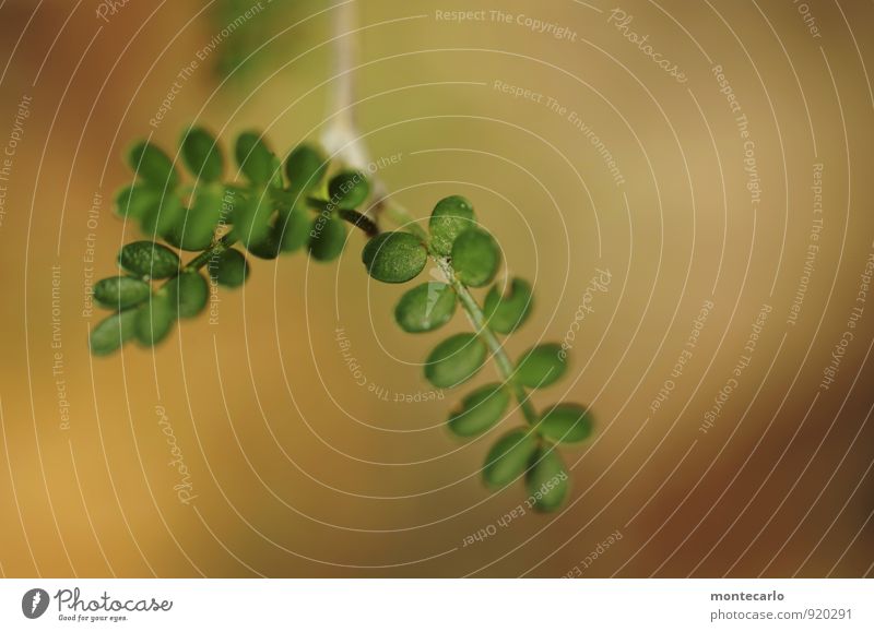 mini Umwelt Natur Pflanze Blatt Grünpflanze Wildpflanze exotisch sophora dünn authentisch einfach frisch klein nah natürlich weich braun grün Farbfoto