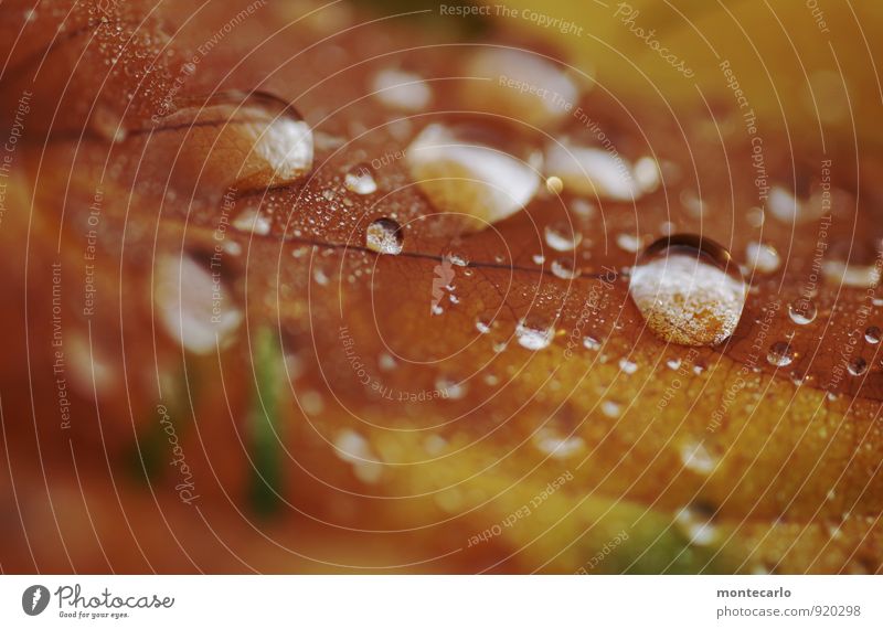 fall Umwelt Natur Pflanze Herbst Blatt Grünpflanze Wildpflanze Wassertropfen Tau entdecken alt ästhetisch dünn authentisch einfach Flüssigkeit frisch