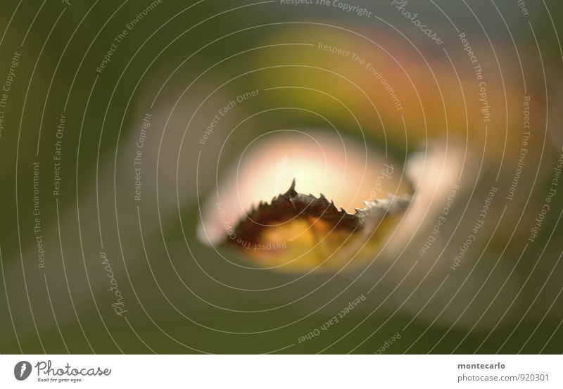 in der schwebe Umwelt Natur Pflanze Herbst Blatt Grünpflanze Wildpflanze entdecken Blick alt dünn authentisch einfach einzigartig kaputt klein nah natürlich