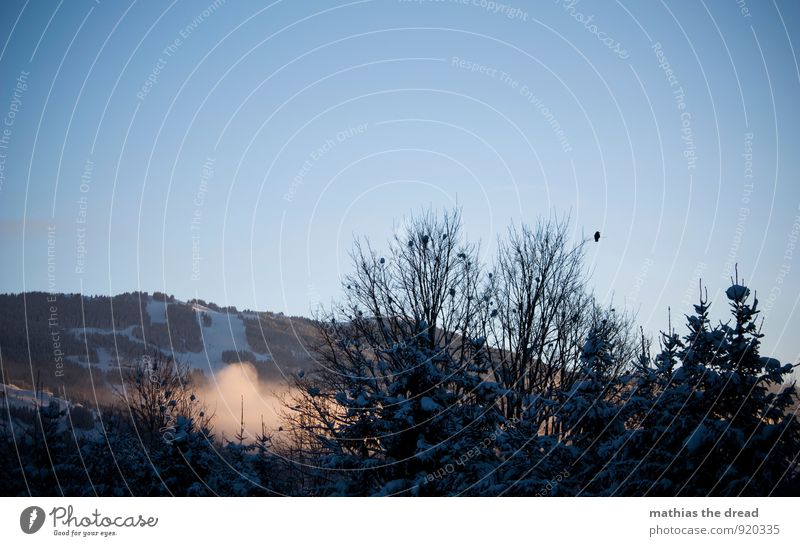 GUTEN MORGEN Umwelt Natur Landschaft Wolkenloser Himmel Horizont Winter Schönes Wetter Schnee Schneefall Baum Wald Alpen Berge u. Gebirge Gipfel Tier Vogel