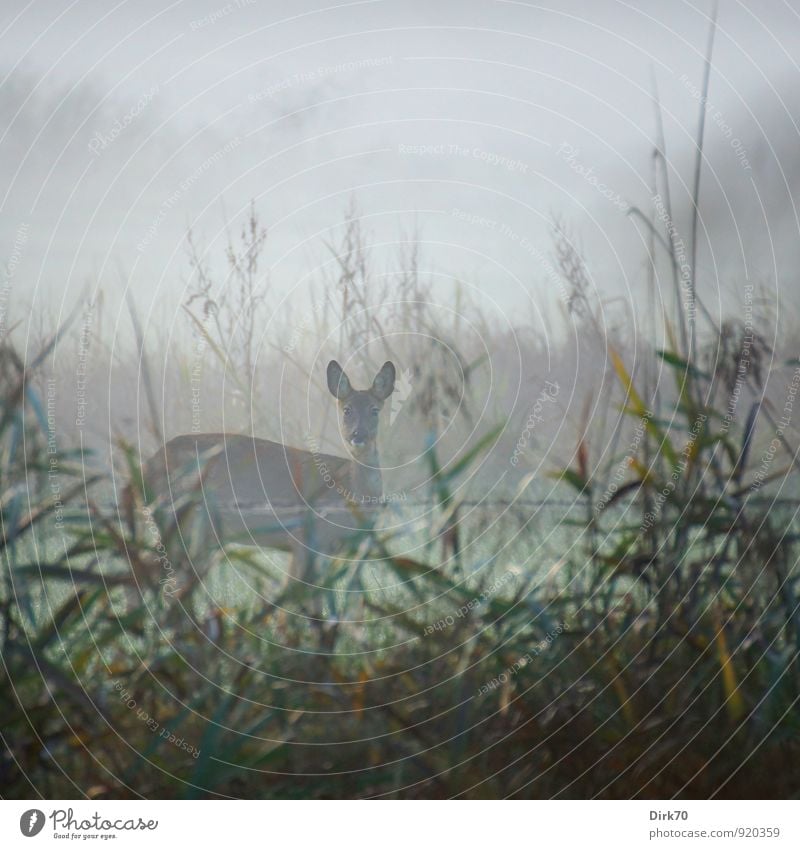 Die Lauscher aufgestellt, fluchtbereit Landwirtschaft Forstwirtschaft Natur Herbst Wetter schlechtes Wetter Nebel Baum Gras Sträucher Schilfrohr Wiese Feld