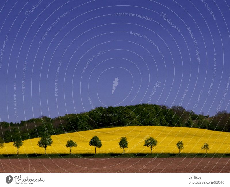 Heile Welt am Sonntag braun grün Baum Raps Wald dunkelgrün Hügel Frühling Erde Himmel Blauer Himmel Klarer Himmel Wolkenloser Himmel himmelblau Schönes Wetter