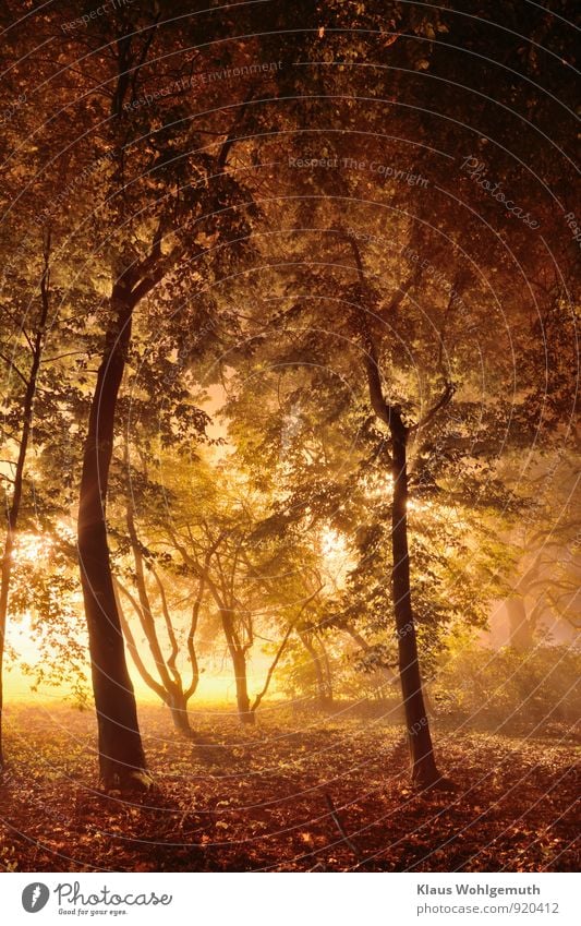 Zauberlicht im Wunderwald Umwelt Natur Landschaft Herbst Pflanze Baum Sträucher Blatt Park Wald leuchten ästhetisch braun gelb grau grün schwarz Romantik Nebel