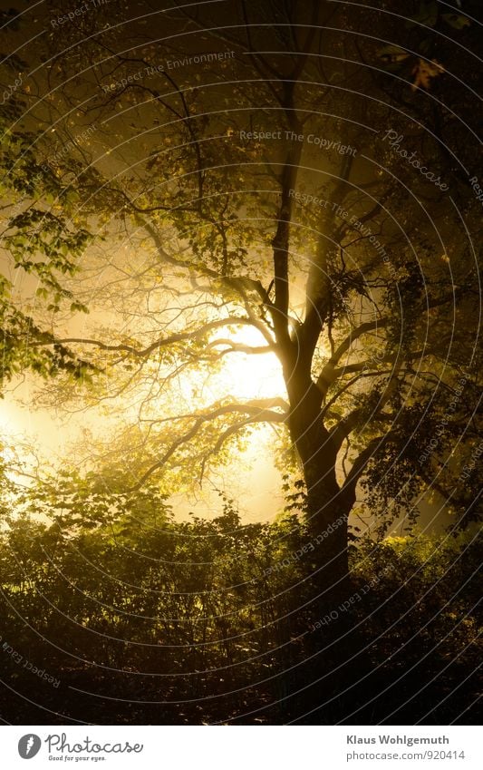 Der gute Freund vergangener Tage Abenteuer Halloween Umwelt Natur Herbst Nebel Pflanze Baum Blatt Park Wald Spielplatz leuchten gruselig braun gelb grün schwarz