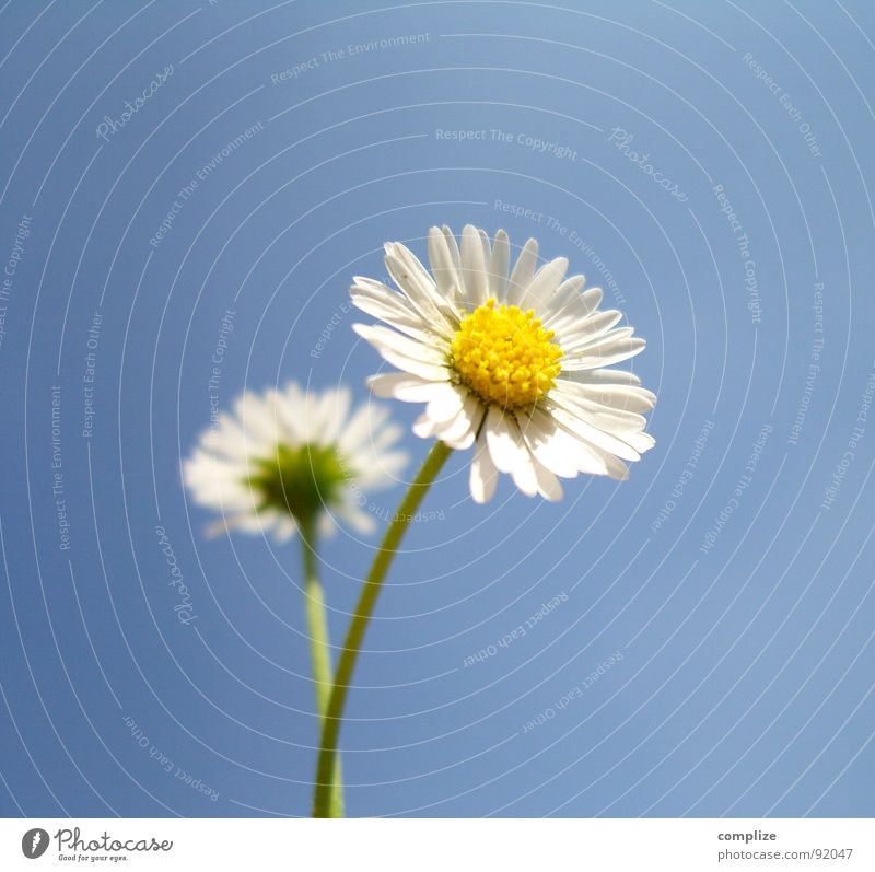 romantische impression magarita Blume Pflanze authentisch gelb weiß 2 Einsamkeit Wegsehen Hass Gänseblümchen Wachstum Reifezeit Frühling Sommer Kamille Trauer