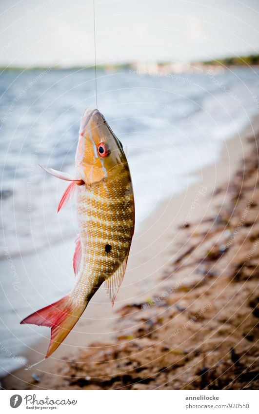 Schöner Fang Lebensmittel Fisch Ernährung Sushi Freizeit & Hobby Angeln Ferien & Urlaub & Reisen Tourismus Ausflug Sommer Sommerurlaub Strand Meer Wellen