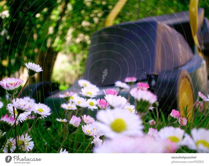 KEIN ENTKOMMEN Rasenmäher Gänseblümchen grün gelb weiß Frühling Garten Angst Außenaufnahme