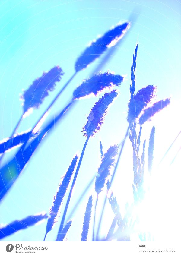 Gegen-Licht-Gestalten II Gras grün Gegenlicht Allergiker Pflanze Wiese Frühling Wachstum glänzend Halm Stengel Ähren Feld Blühend blenden Bewegung Wind hauch